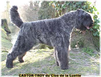 bouvier des flandres du clos de la luette - copyright déposé